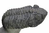 Two Large Drotops Trilobite Fossils - Mrakib, Morocco #235805-6